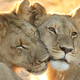 Illustration for article titled Caturday - Panthera leo Edition